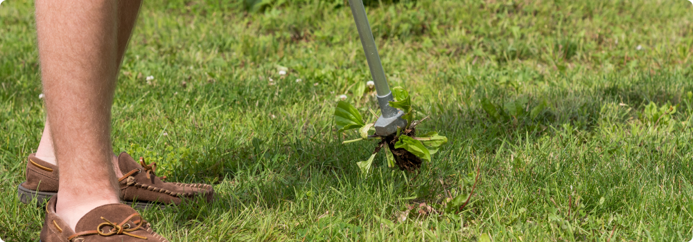 Picture of a weed puller